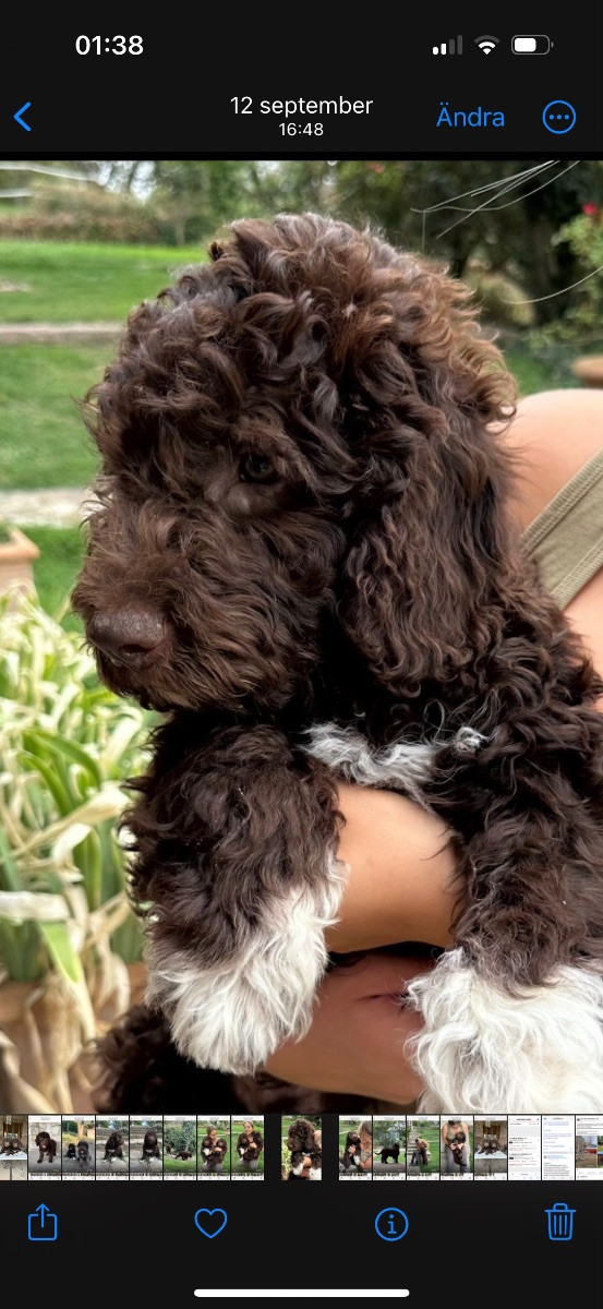 Lagotto Romagnolo