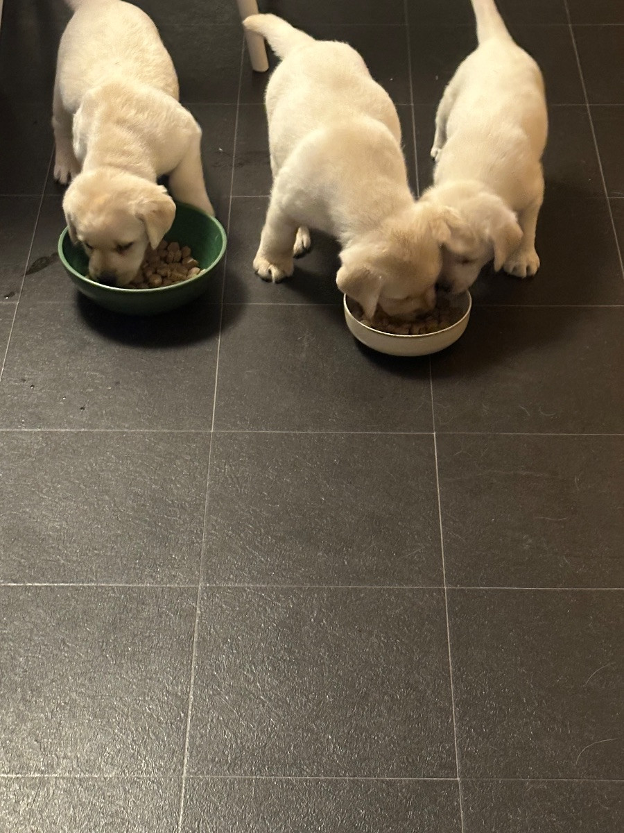 Labrador Retriever · 2025-11-07 · Kisa · Maria L.