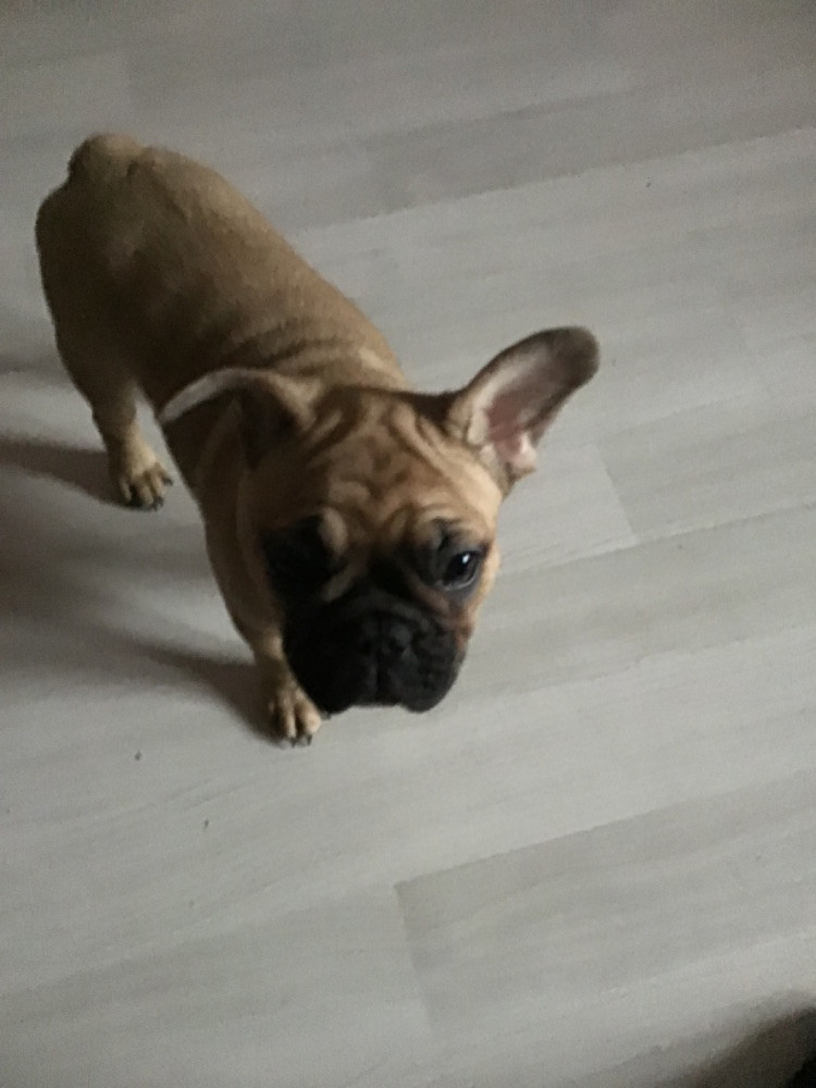Fransk bulldog