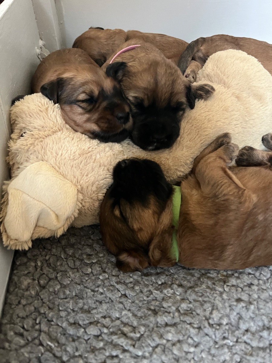 Irish Soft Coated Wheaten Terrier