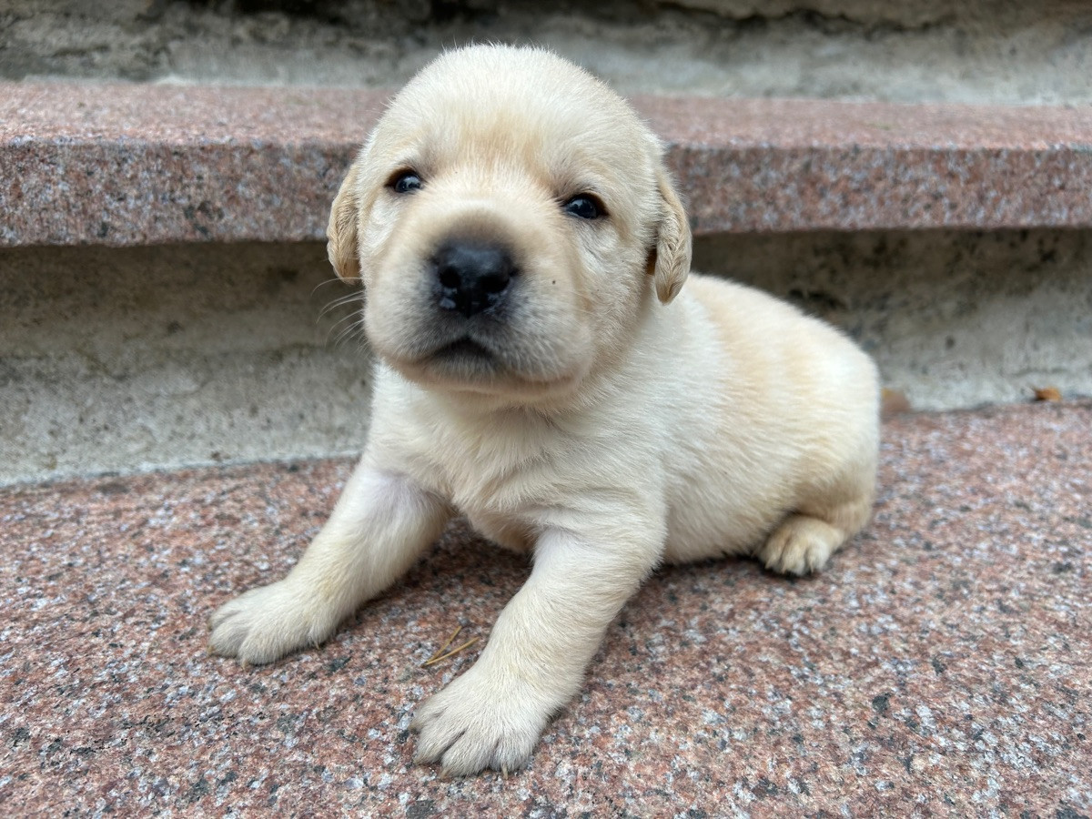 Kennel Eyegrip’s