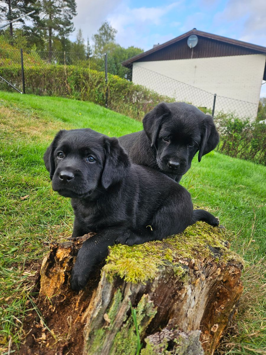 Rövarkungens