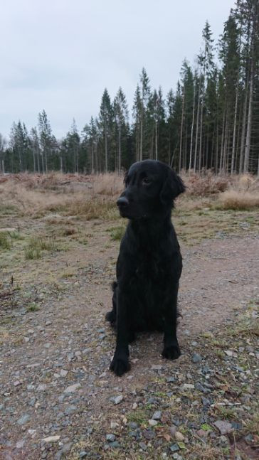 Flat Coated Retriever