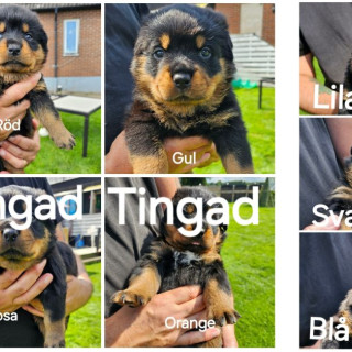 Eng yaxshi qurol porno onlayn