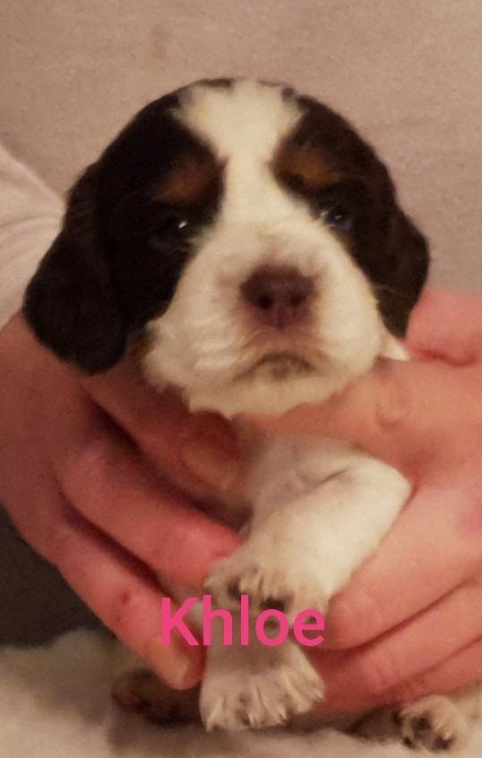 Kennel Larix