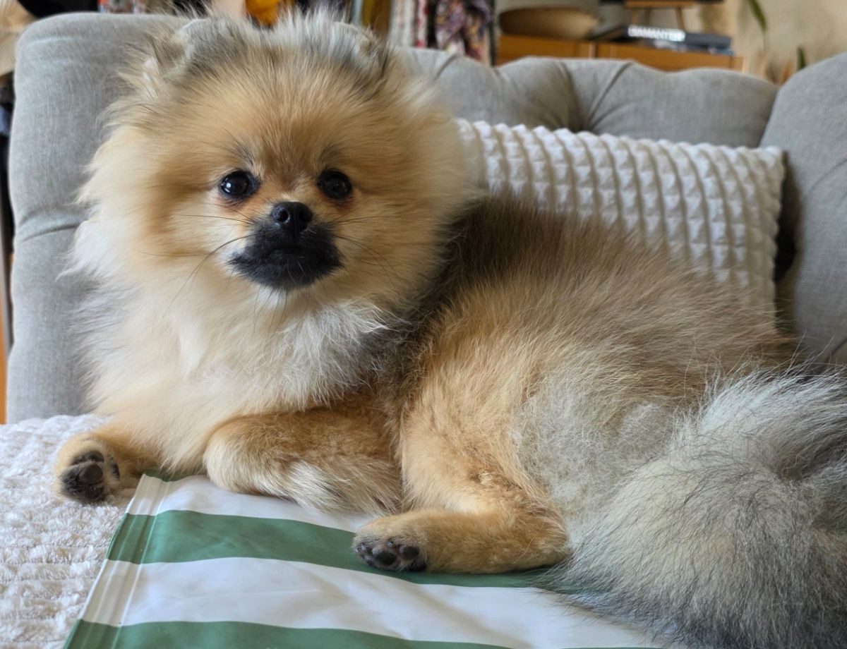 Piccolo Pom's kennel