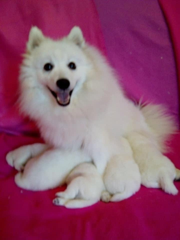 Kennel Alegros