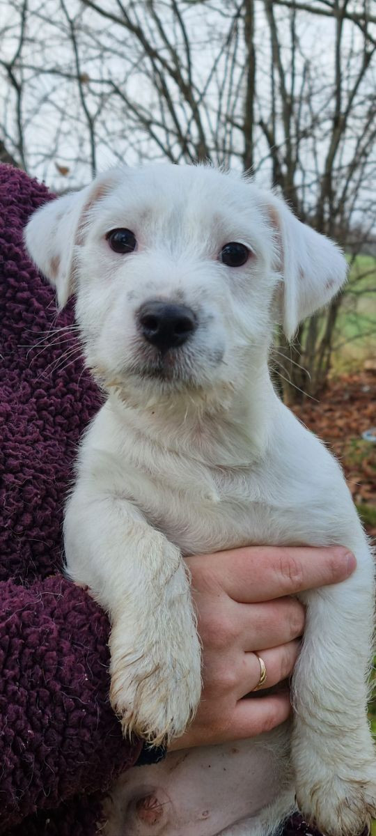 Jack russell terrier · 2025-09-09 · Onslunda · Laura C.