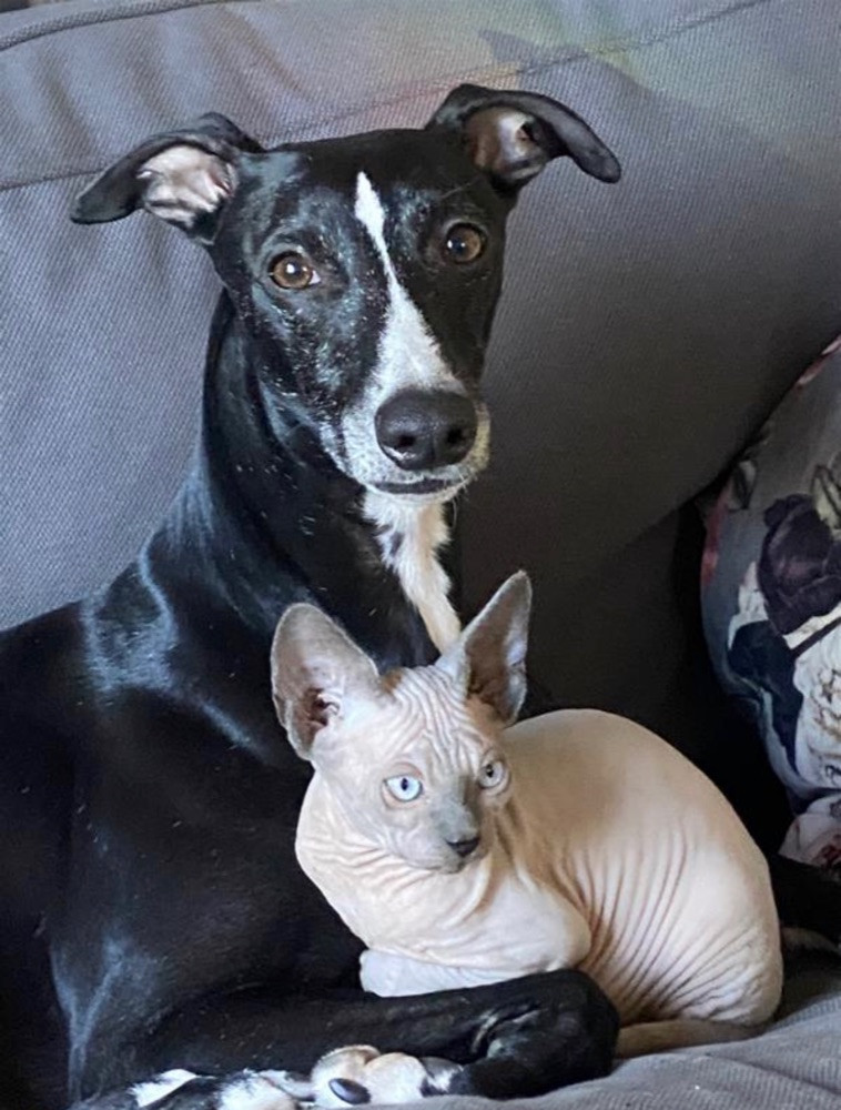 Whippet