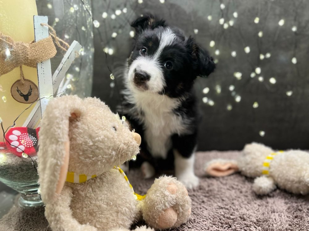 Miniature American Shepherd