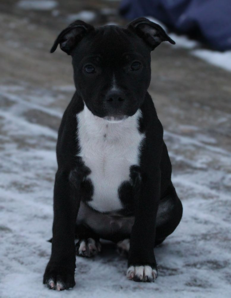 Tattmans kennel