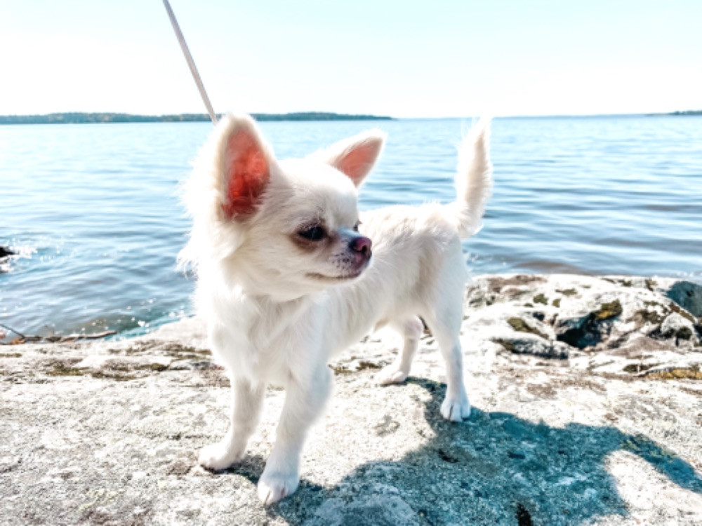 Chihuahua