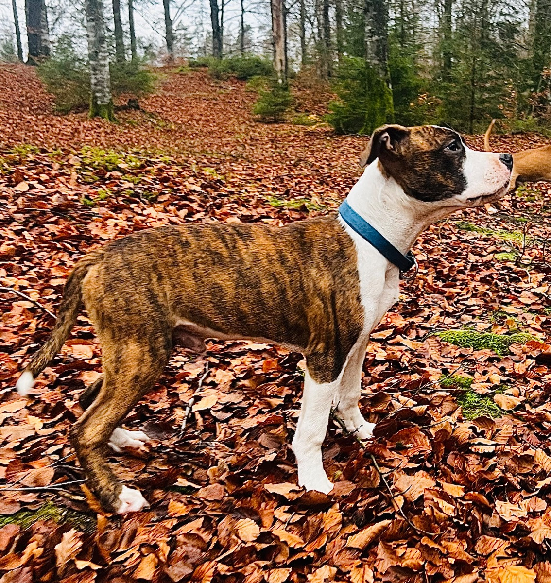 American staffordshire terrier