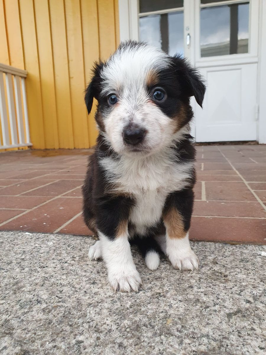Canis
