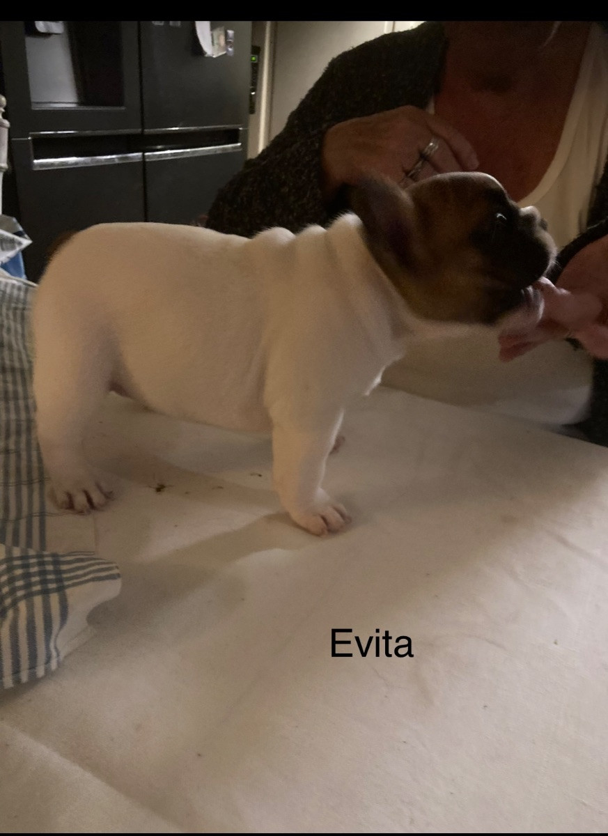 N,Slätternas Frabull