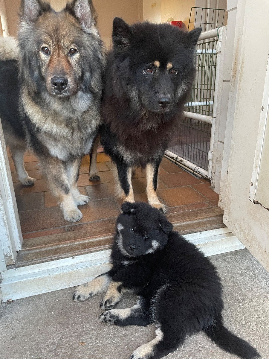 Coryana’s kennel