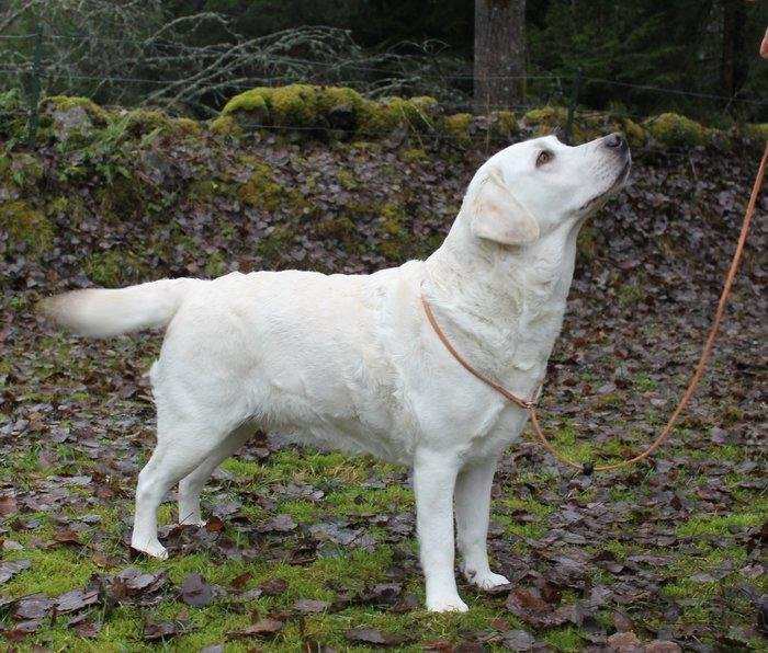 Sjökantens Cockerpoo