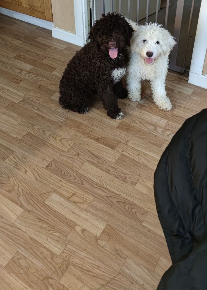 Spanish Water Dog (Perro de Agua Espanol)