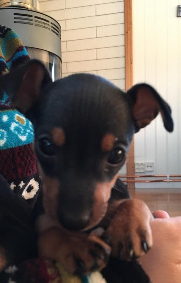 English Toy Terrier