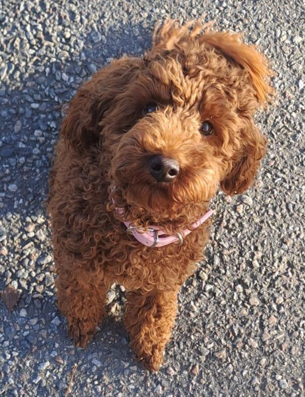 Maltipoo