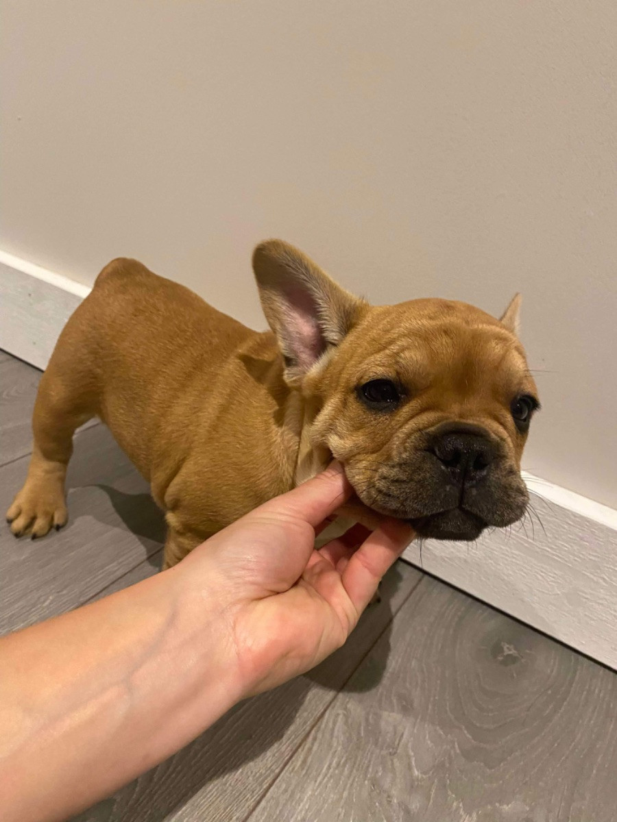 French Bulldog