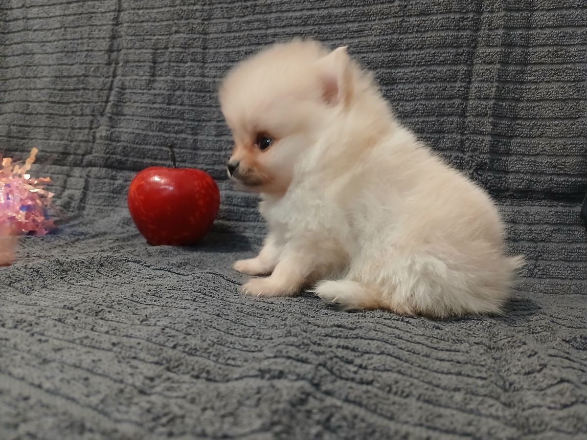 Pomeranian · 2025-10-15 · Kramfors · Almira R.