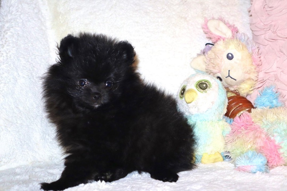 Pomeranian