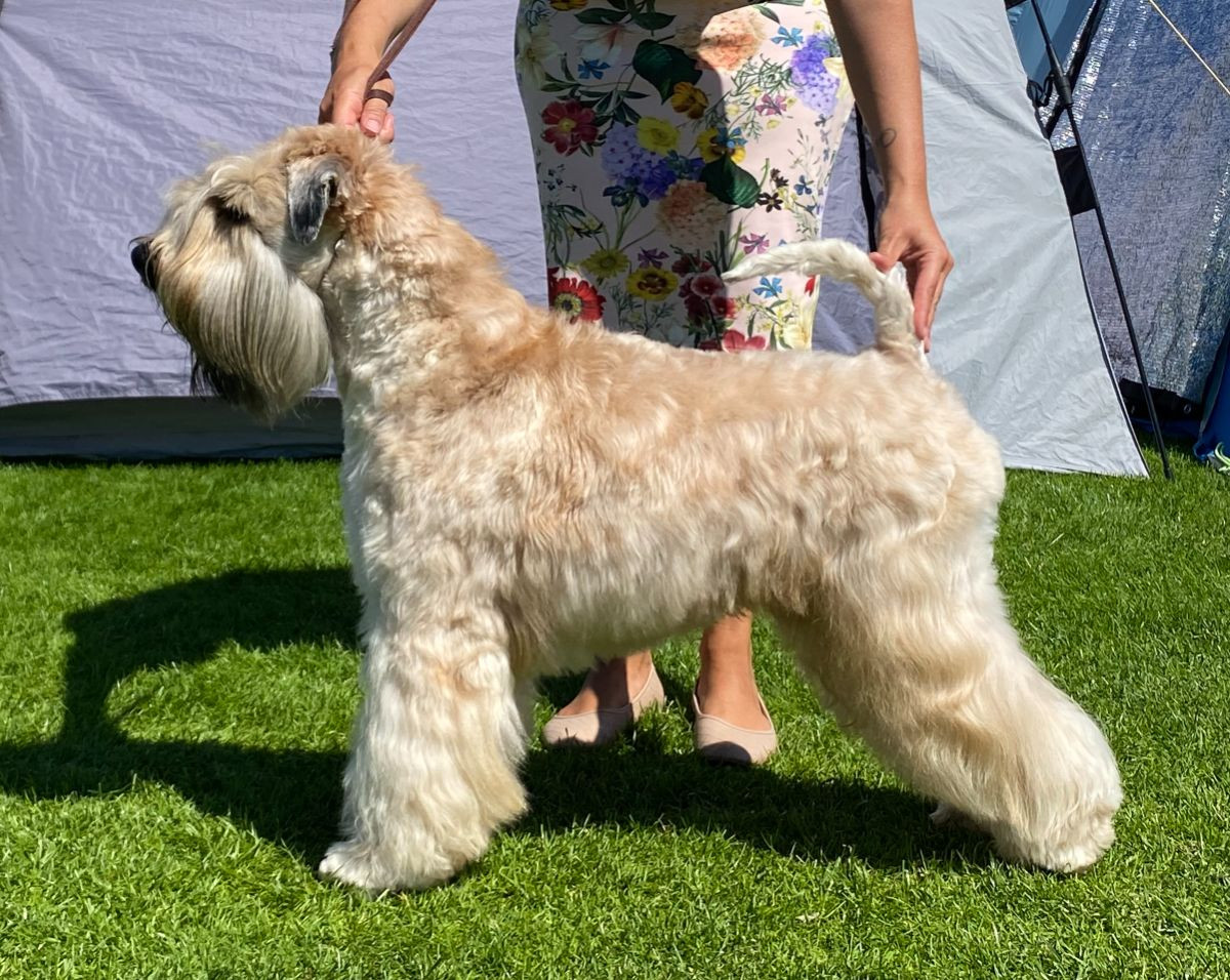 Irish Soft Coated Wheaten Terrier