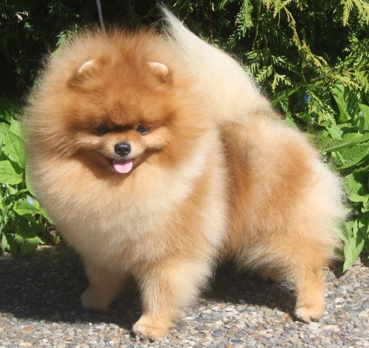 Black Orange's Pomeranian
