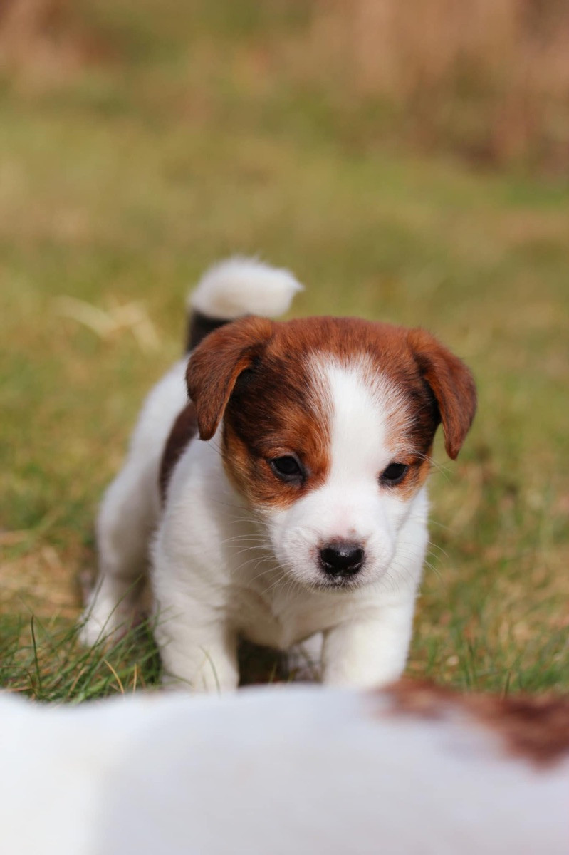 Russelltorpet