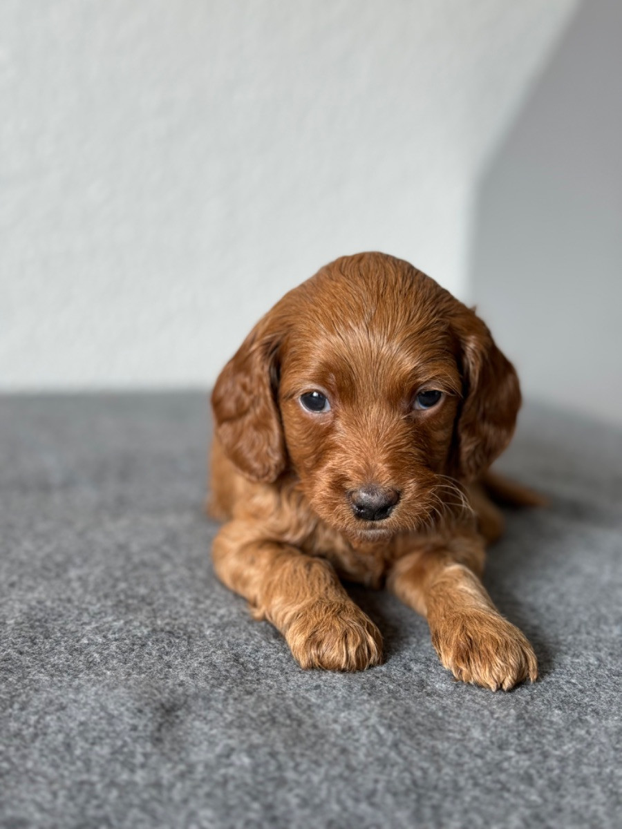 Royalcockerpoo