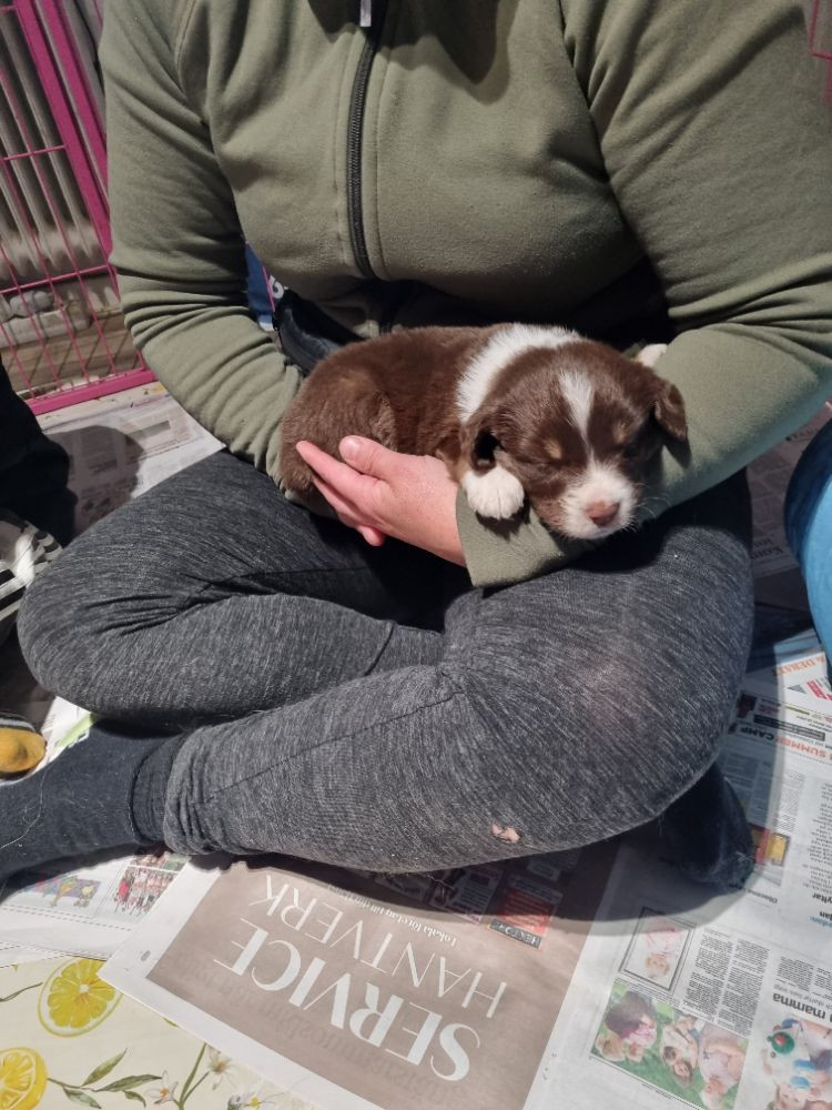 Miniature American Shepherd