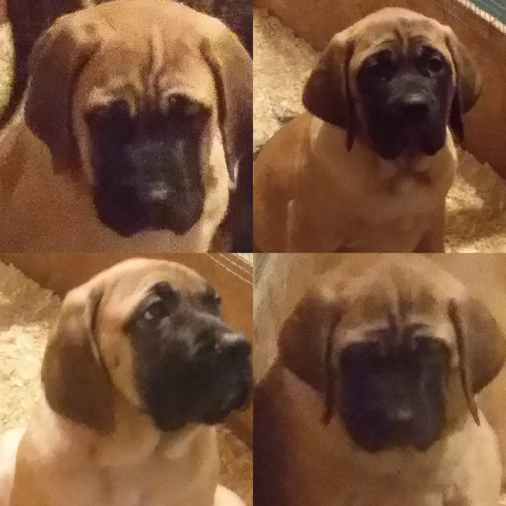 Engelsk mastiff