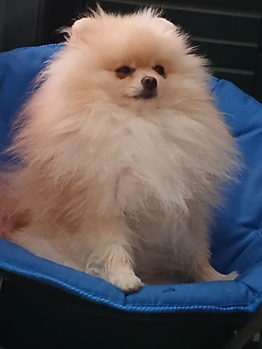 Pomeranian · 2025-10-15 · Kramfors · Almira R.