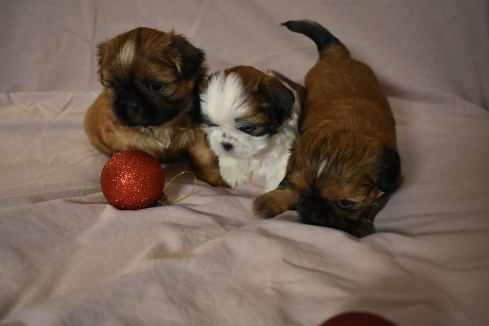 The merry shih-tzu family