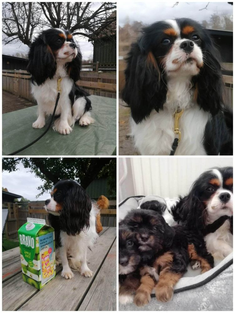 Hjortkvarns Cavapoo