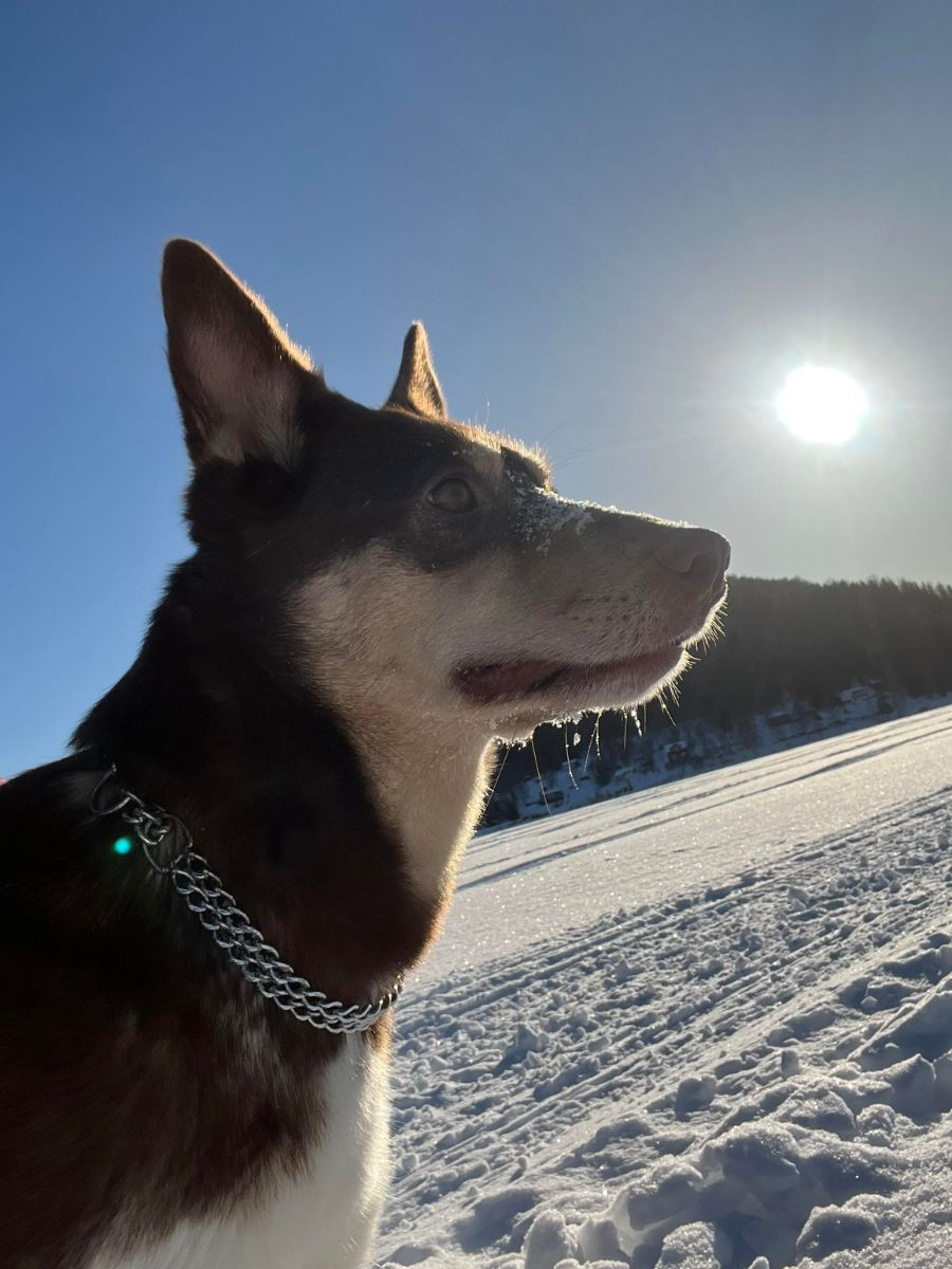 Eija