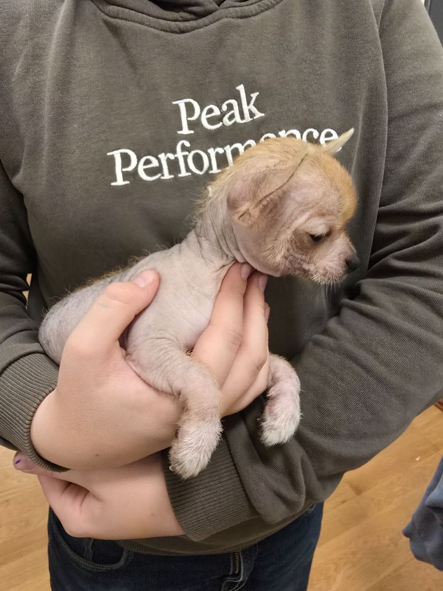 Chihuahua, pomeranian, Chinese Crested Dog · 2025-10-15 · åstorp · Sarah H.