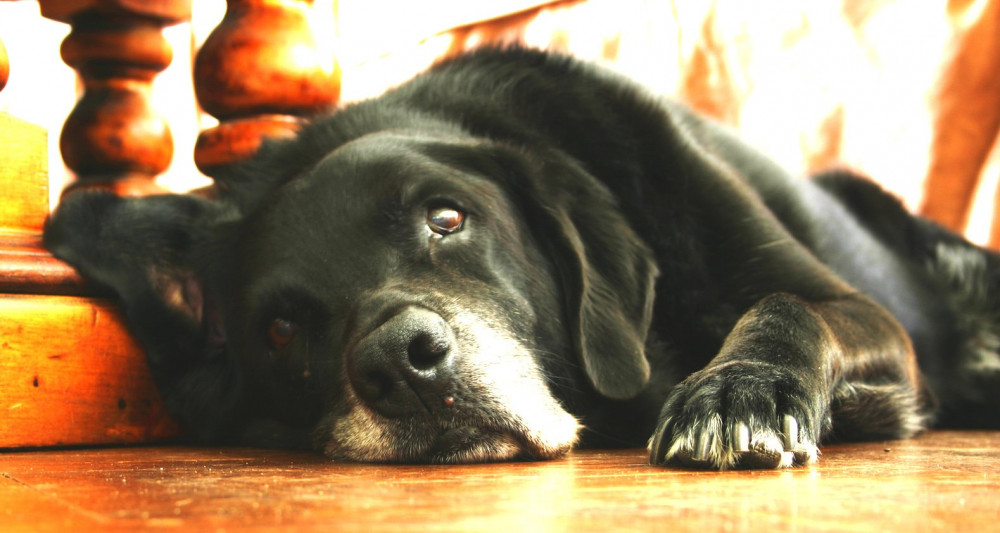 Requirements and Regulations for Breeding