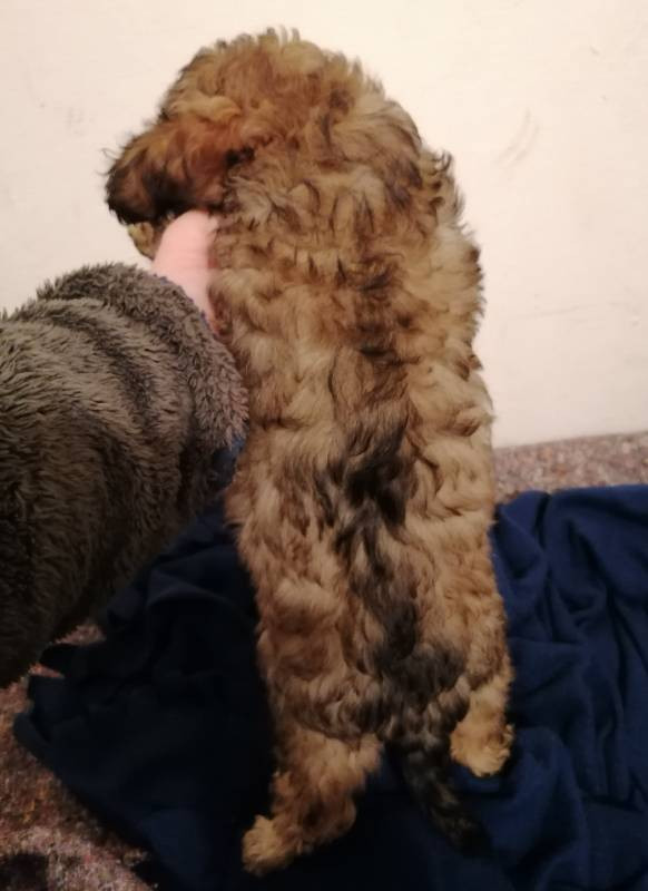 Hjortkvarns Cavapoo