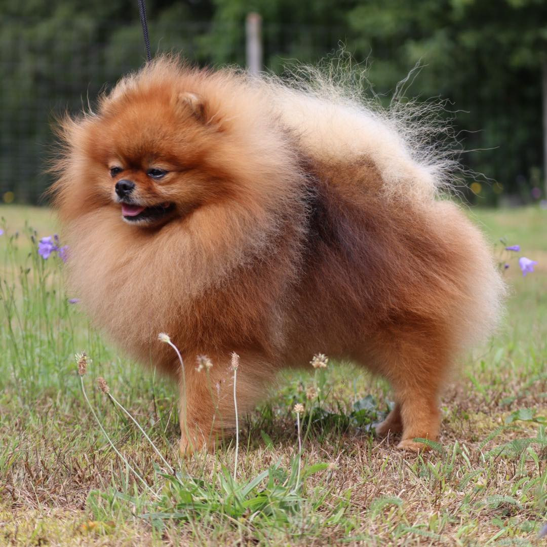 Pomeranian