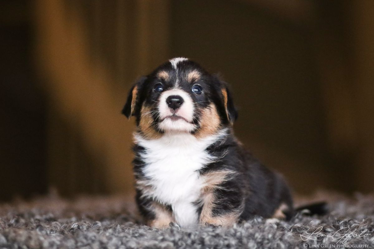 Welsh Corgi Cardigan