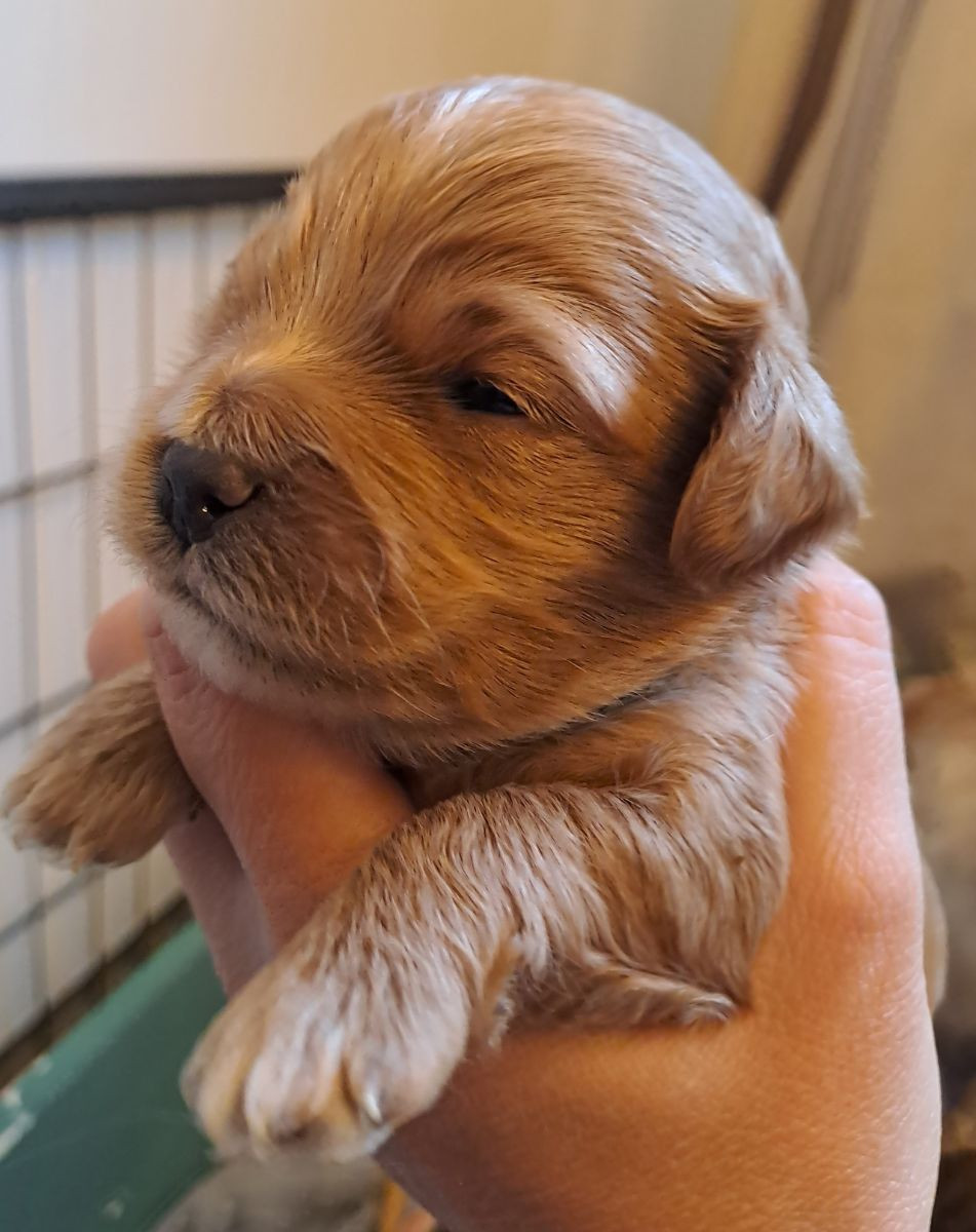 Maltipoo
