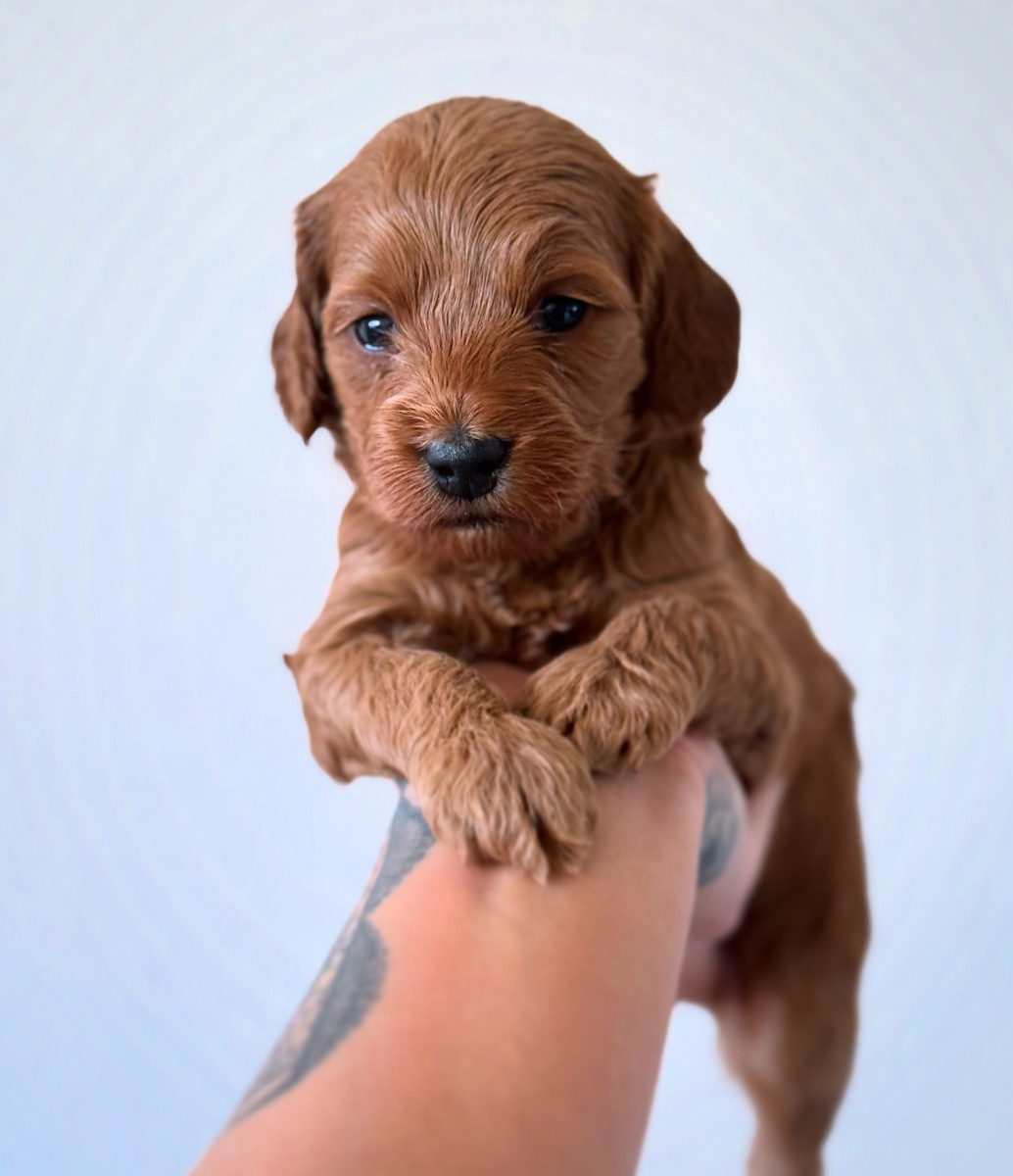 Royalcockerpoo