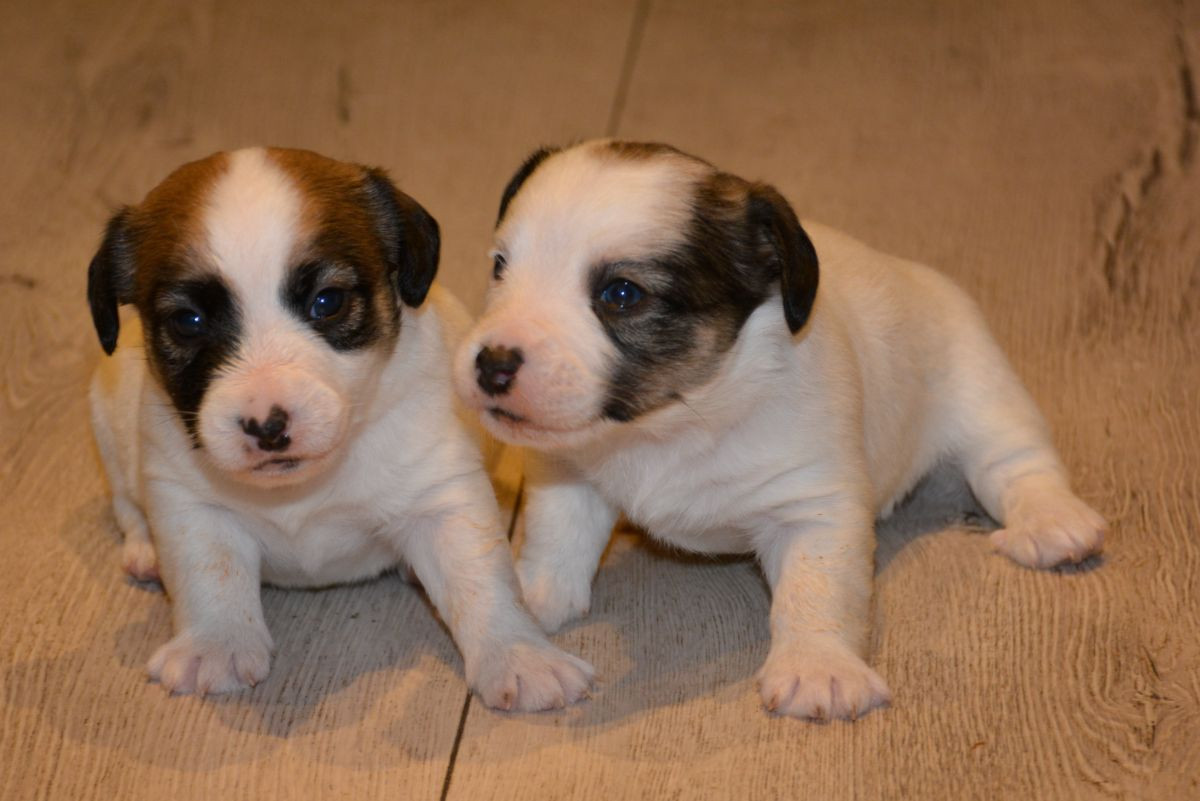 Kennel Ell-Ell's