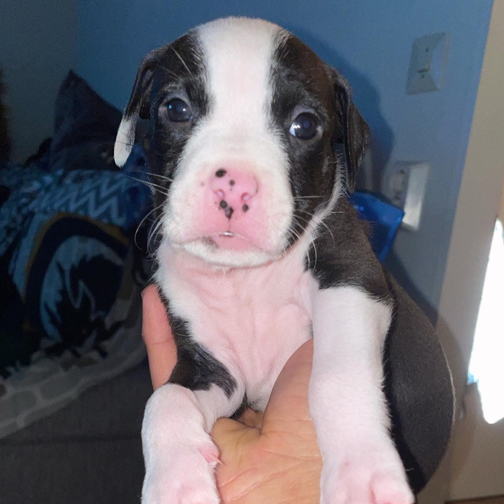 Patrick Nielsen Amstaff