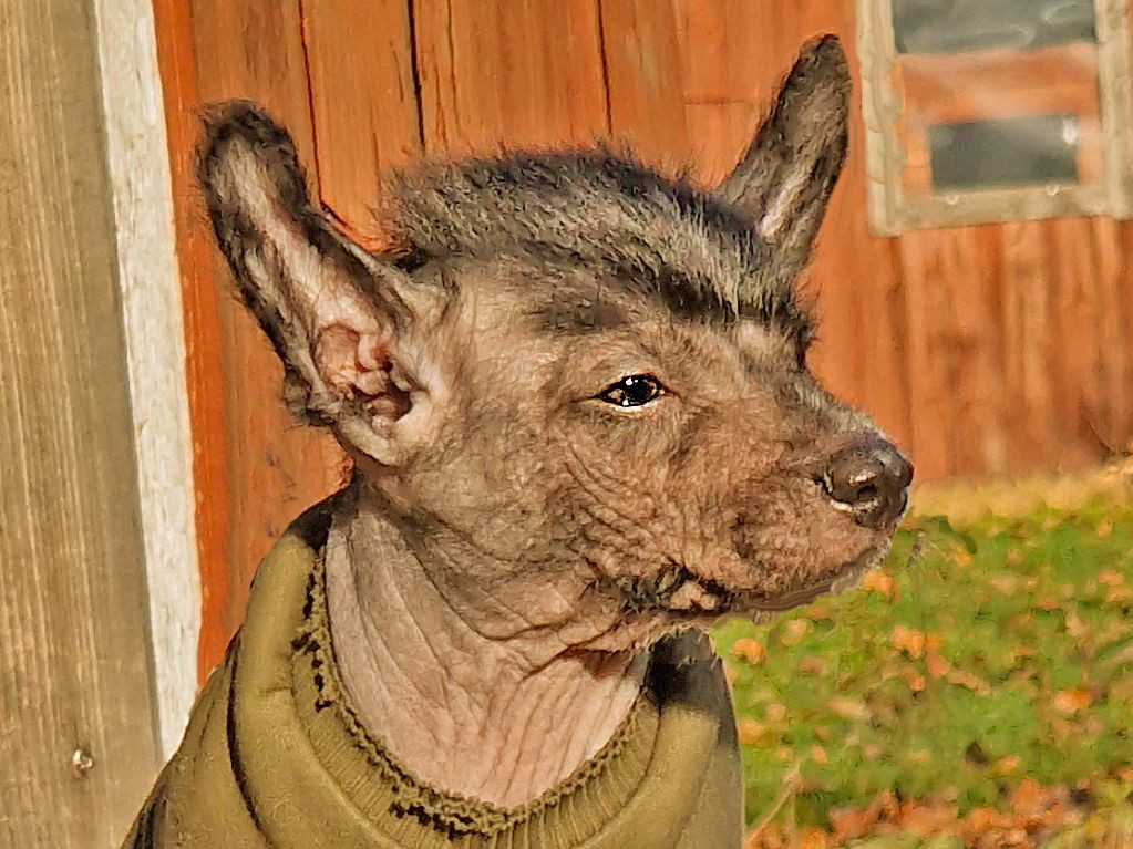 Xoloitzcuintle