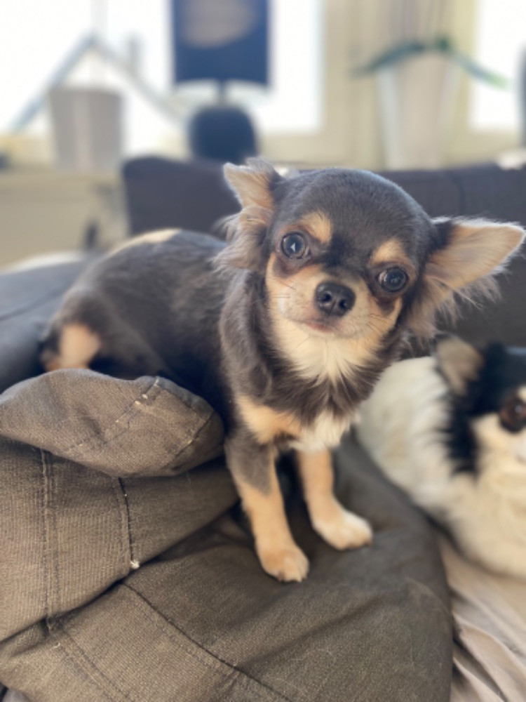 Chihuahua