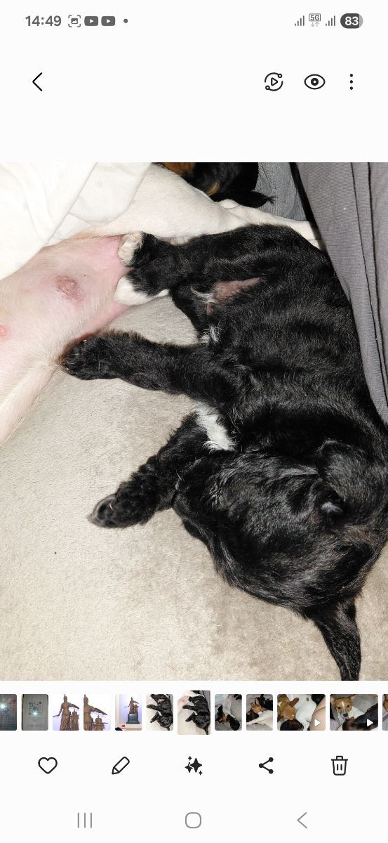 Jackapoo · 2025-10-27 · Sollentuna · Ljudmila P.