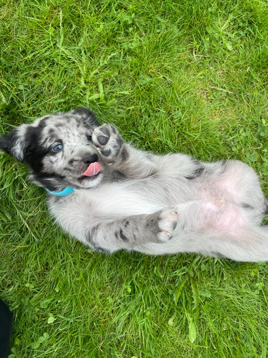 Underbara valpar❤️❤️❤️❤️Mamman är renrasig Shetland sheepdog och pappan är labradoddle multigeneration